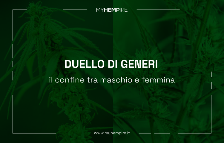 CANNABIS E DISTINZIONE MASCHIO/FEMMINA